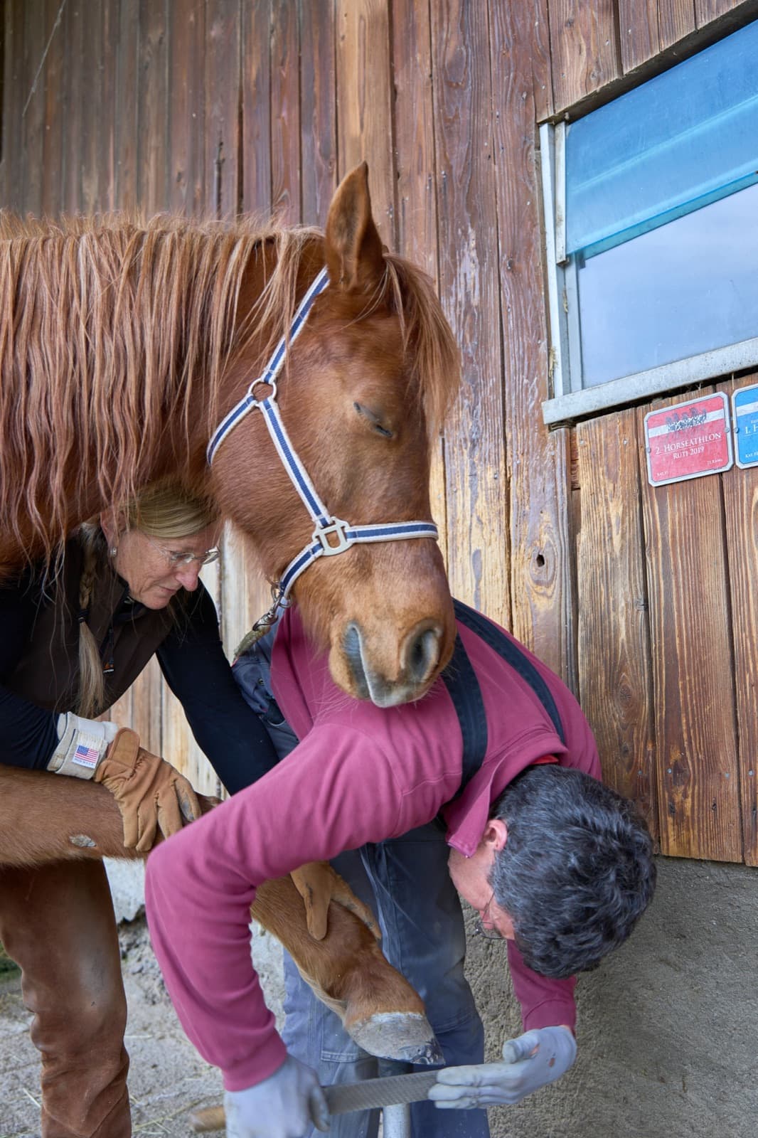 A farrier fitting a shoe to a horse's hoof